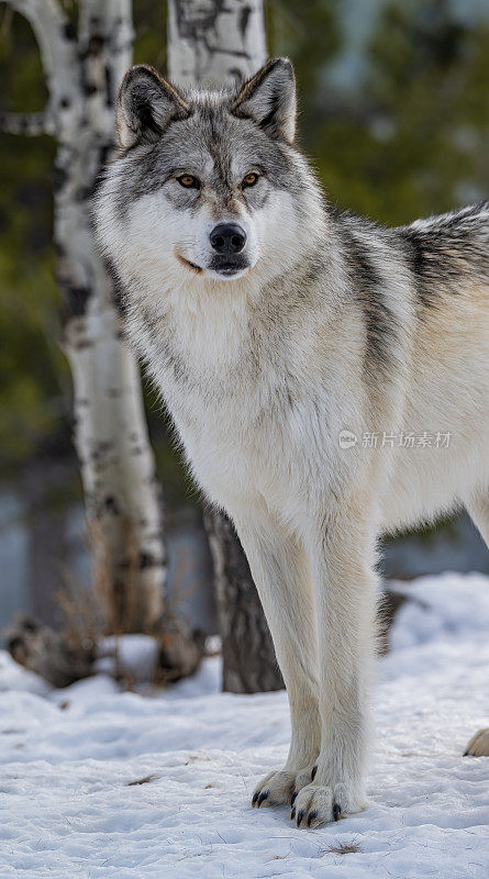 灰狼或灰狼(Canis lupus)是一种原产于北美荒野和偏远地区的犬科动物。在冬天与雪和特写。